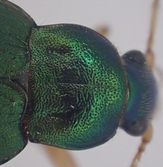 Chlaenius sericeus