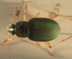 Chlaenius sericeus