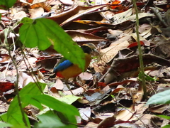Pitta moluccensis