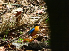 Pitta moluccensis