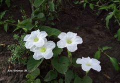 Ipomoea proxima