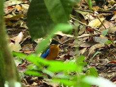 Pitta moluccensis