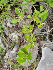 Terminalia ankaranensis