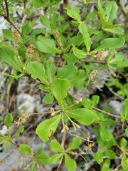 Terminalia ankaranensis