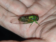 Vagitanus terminalis
