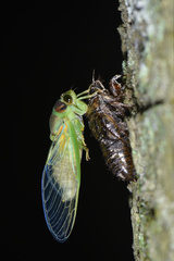 Vagitanus terminalis