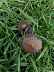 Panaeolus olivaceus