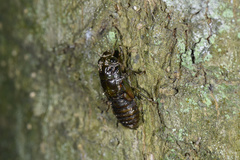 Vagitanus terminalis