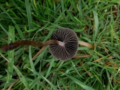 Panaeolus olivaceus