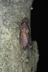 Vagitanus terminalis