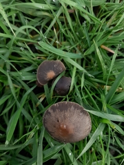 Panaeolus olivaceus