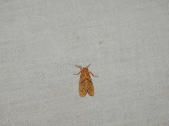 Miltochrista arcuata