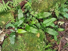 Grypothrix longipetiolata