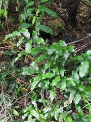 Grypothrix longipetiolata