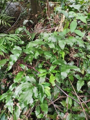 Grypothrix longipetiolata