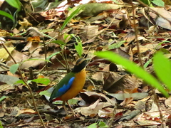 Pitta moluccensis