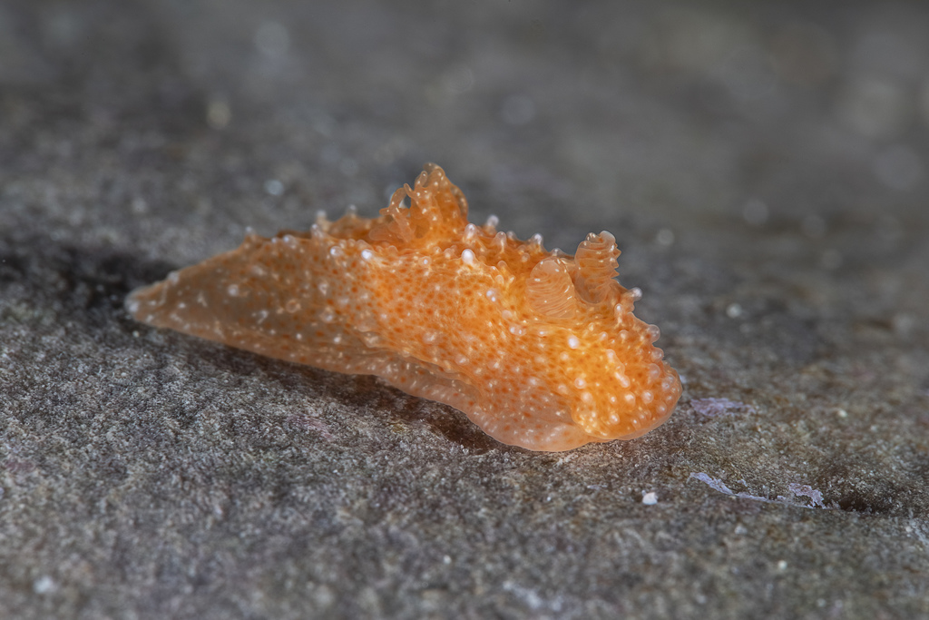 Paliolla cooki