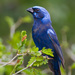 Blue Bunting - Photo (c) Greg Lasley, some rights reserved (CC BY-NC), uploaded by Greg Lasley