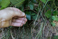 Equisetum ramosissimum