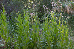 Cirsium monspessulanum