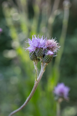 Cirsium monspessulanum