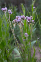 Cirsium monspessulanum
