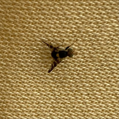 Rhagoletis cerasi