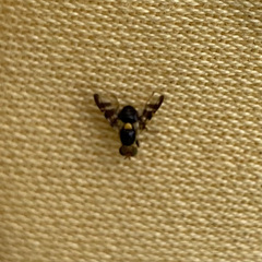 Rhagoletis cerasi