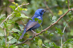 Cyanocompsa parellina