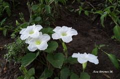 Ipomoea proxima
