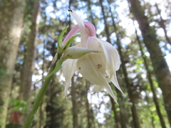 Calanthe aristulifera