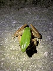 Odorrana graminea
