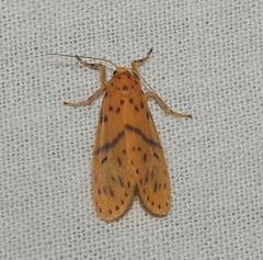 Miltochrista arcuata
