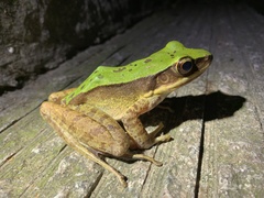 Odorrana graminea