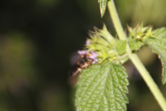Coelioxys
