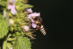 Coelioxys
