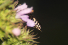 Coelioxys