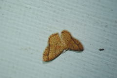 Lomographa indularia