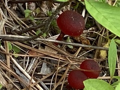 Hygrocybe