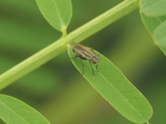 Sciomyzoidea