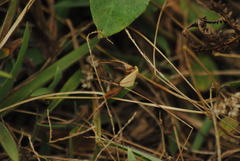 Rhodometra sacraria