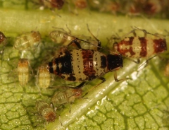 Callipterinella tuberculata