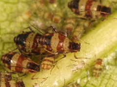 Callipterinella tuberculata