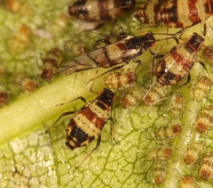 Callipterinella tuberculata