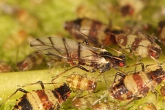 Callipterinella tuberculata