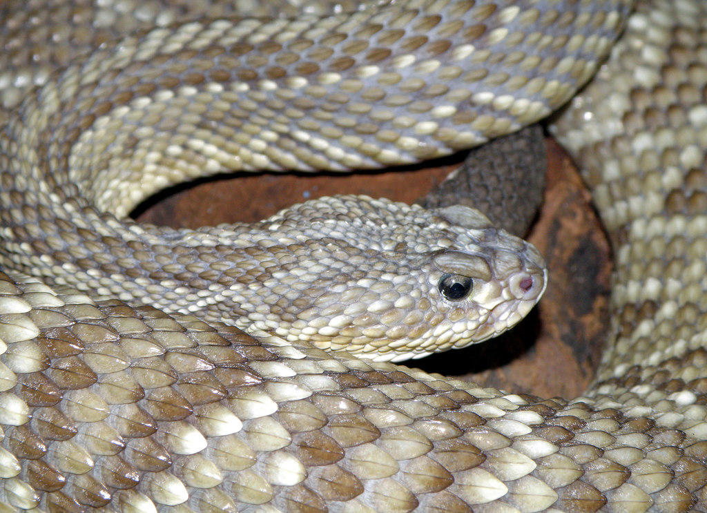 Crotalus durissus terrificus (Snakes of Rio de Janeiro State, Brazil ...