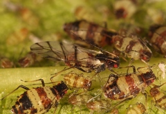 Callipterinella tuberculata