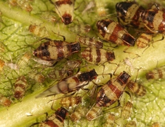 Callipterinella tuberculata