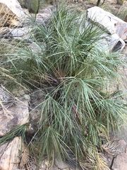 Livistona inermis