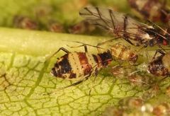 Callipterinella tuberculata